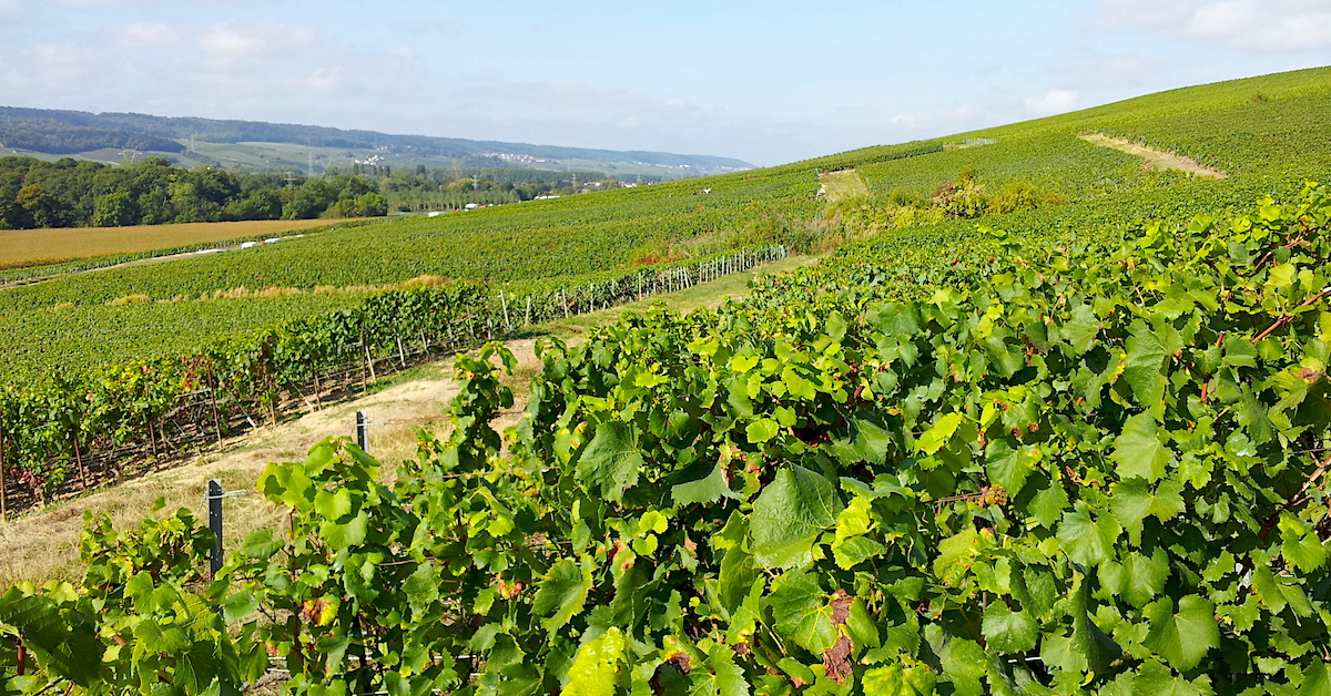 Vignoble des champagnes Louis Roederer louis-roederer-vignoble-montagne-de-reims