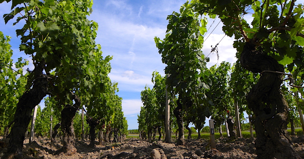 chateau-cheval-blanc-vignoble