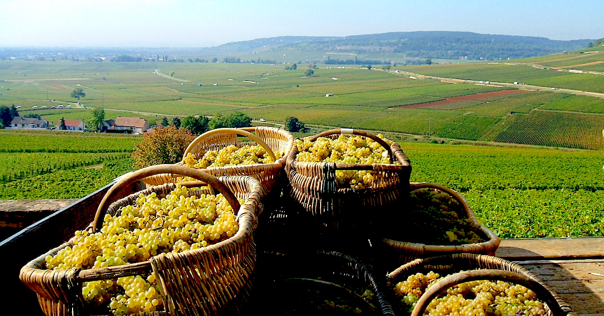 louis-latour-vendanges-traditionnelles-chardonnay-corton-charlemagne