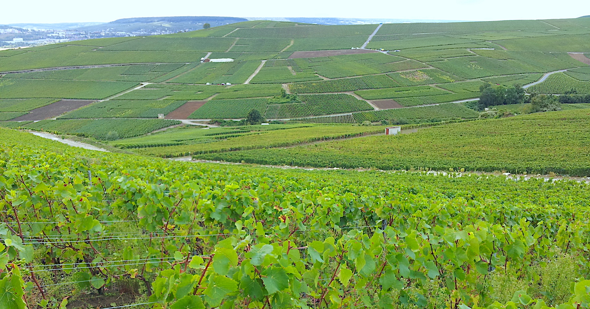Vignoble de Bollinger bollinger-vignoble