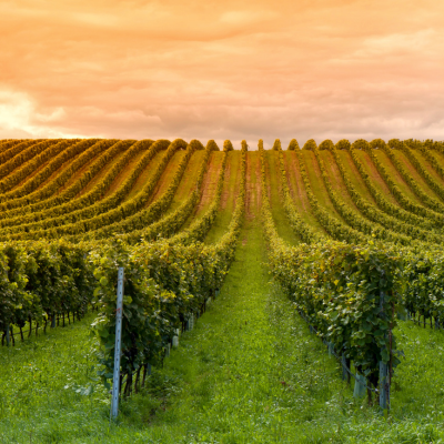 Biodynamic Viticulture