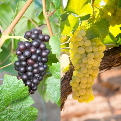 An Extraordinary Terroir