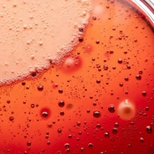 La fermentation alcoolique (1ère fermentation)