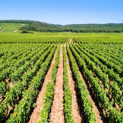 Cornerstone of Burgundy's Past