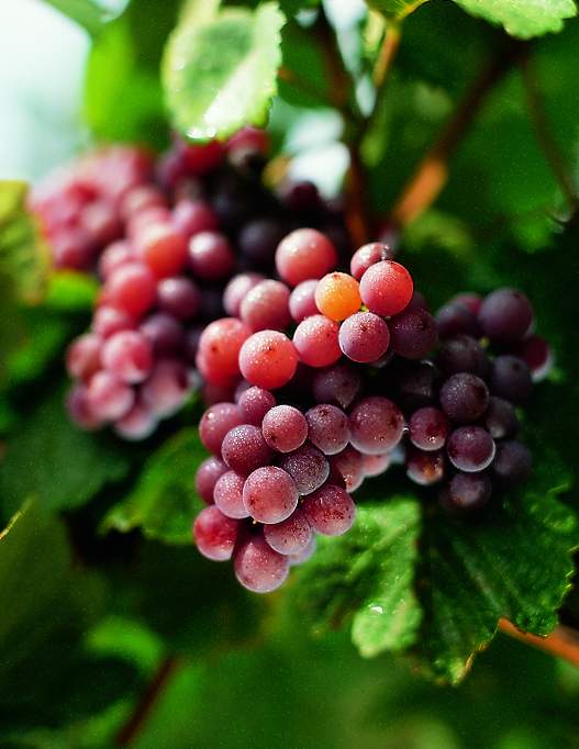 Gewurztraminer