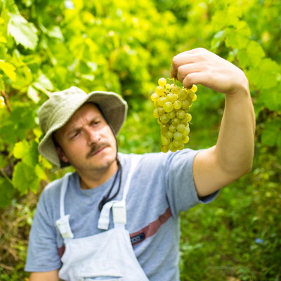 Reasoned Viticulture