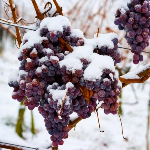 Ice wines