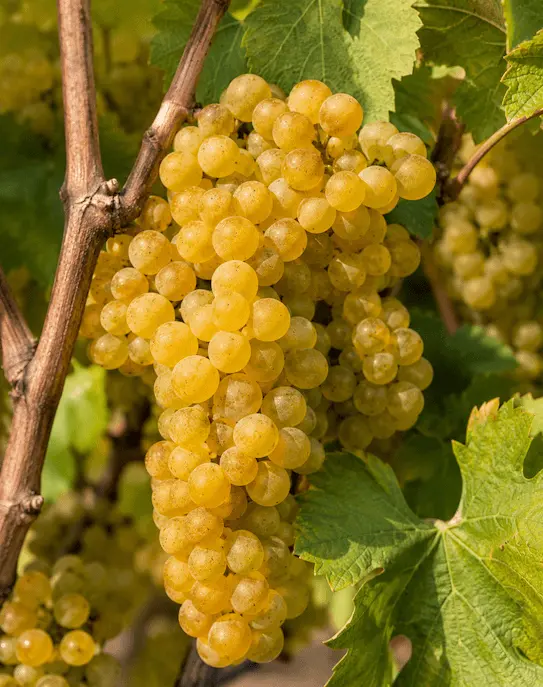 Petit Manseng