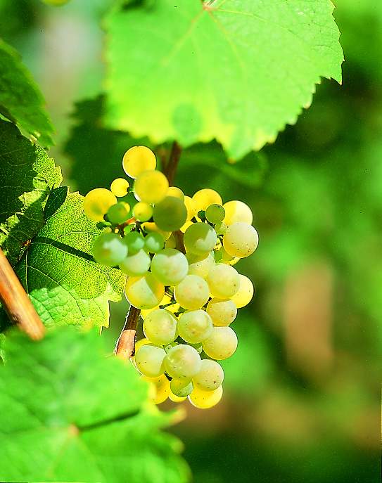 Riesling
