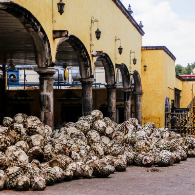 Jimador mexicain coupant les feuilles d'un agave bleu pour extraire la piña lors de la récolte traditionnelle de tequila