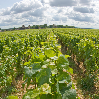 A Mosaic of Terroirs
