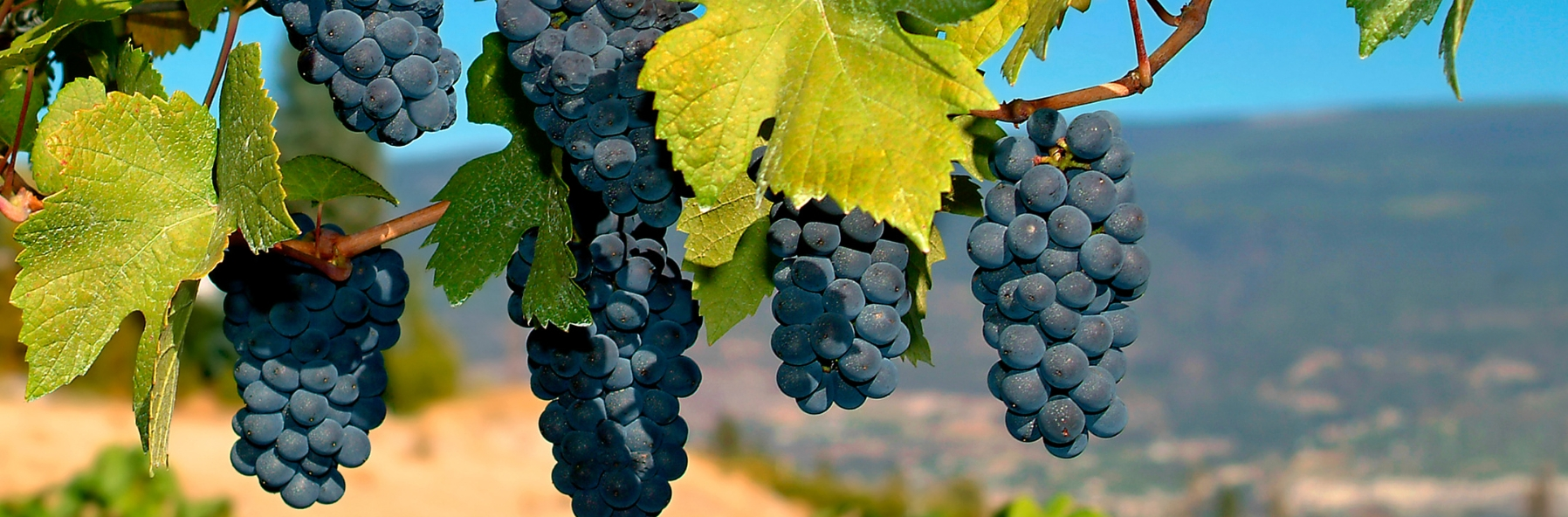 Merlot