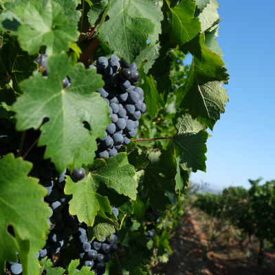 Organic Viticulture