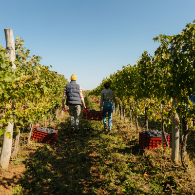 La viticulture durable : la tendance de r&eacute;f&eacute;rence