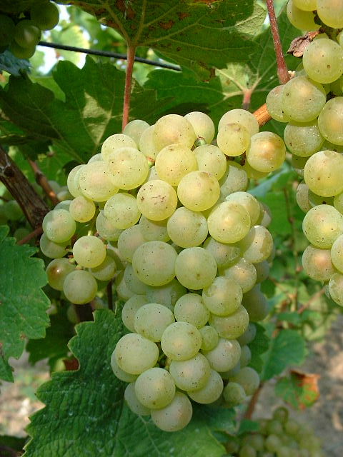 Sylvaner