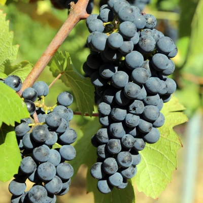 Le Pinot Noir