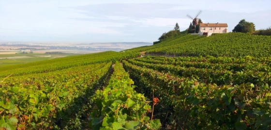Champagne_Montagne de Reims_Verzenay_Moulin de Verzenay_Vignoble_© F.LOT Champagne_Montagne de Reims_Verzenay_Moulin de Verzenay_Vignoble_© F.LOT