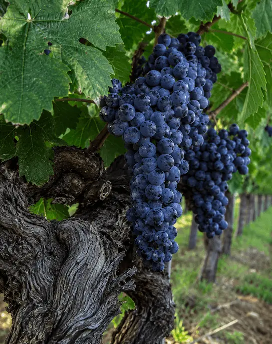 Malbec Malbec
